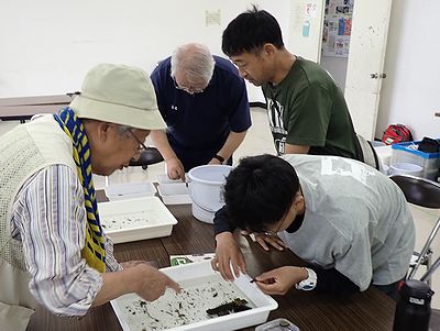 写真:生きものを浅い器に入れて仕分けをする参加者たち