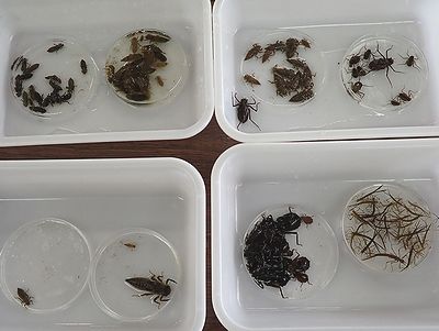 写真:シャーレに仕分けた8種類のトンボの幼体