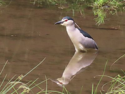 写真：ペンギンやハシビロコウにも似た佇まいのゴイサギ