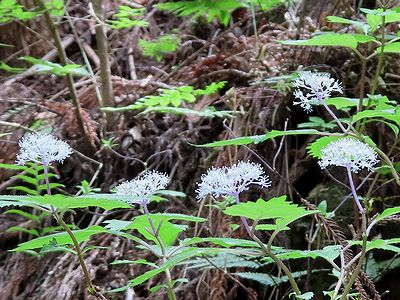 写真:木陰に咲く薄紫色のたおやかな花コアジサイ