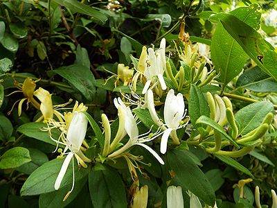写真:咲き始めは白い花、時間がたち薄黄色に変化した花と並んで咲くスイカズラ