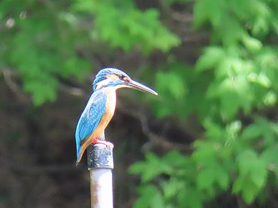 写真:木の杭にとまる青い鳥カワセミ