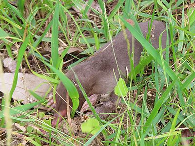 写真:草むらにまぎれる、ずんぐりした体型のアズマモグラ