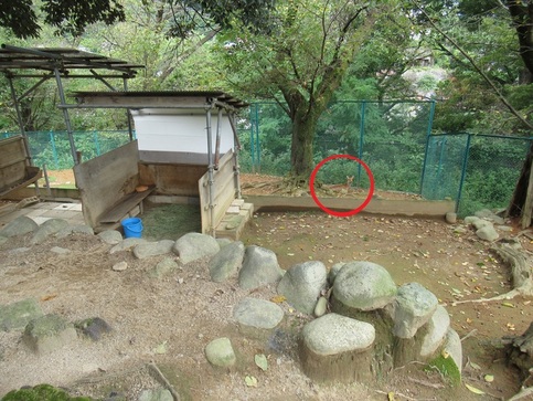 ホンシュウジカの場所の答えの写真