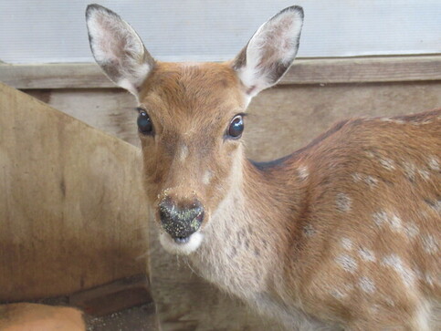 ホンシュウジカのメス「わさび」の写真