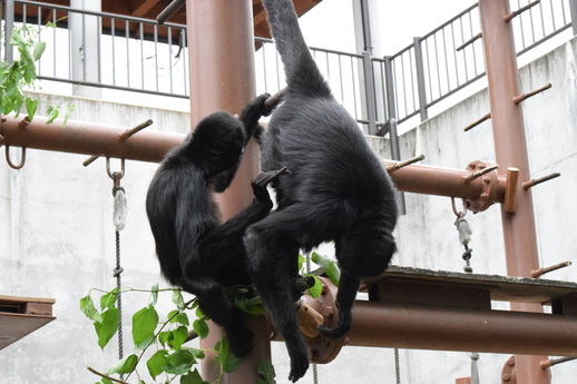 長い手足と尾を使い桑の実と葉を食べるクモザルの写真