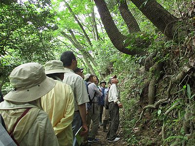 写真:クヌギの木を見上げる指導員たち