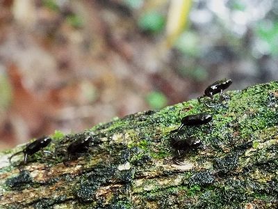写真:真っ黒な小さな豆に糸のように細い手足が生えたような子供のカエル