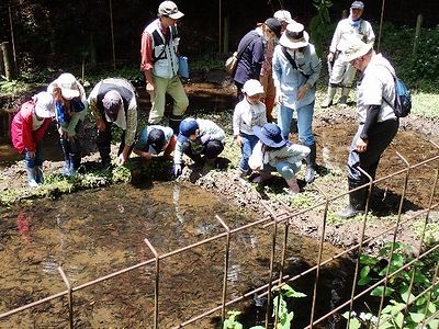 写真:田んぼの中を覗き込む参加者たち