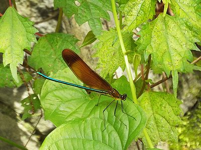 写真:光沢のある緑色の細い体に褐色の翅ををもつミヤマカワトンボ