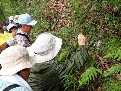 写真:植物の裏側を覗いてクモを探す参加者