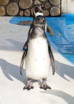 だいふくの写真