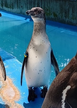 おはぎの写真