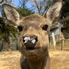 ホンシュウジカの写真