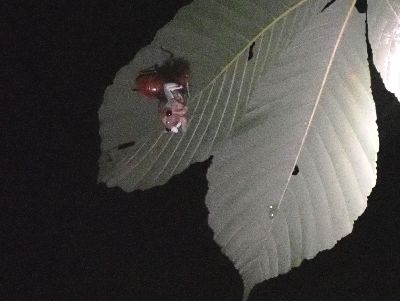 写真:葉の裏につかまった幼虫の背中が割れて体が出てきたアブラゼミ