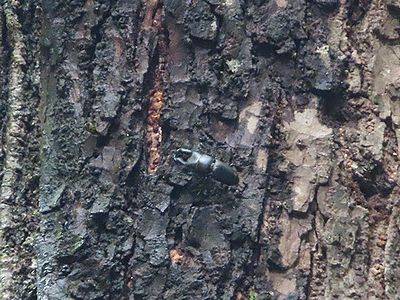 写真：樹液が出て黒くなった場所でコクワガタが樹液を吸っている