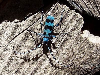写真:薪置き場の隙間を出たり入ったりするルリボシカミキリ