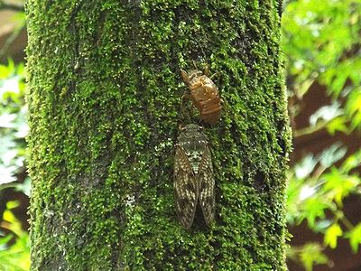 写真：木に生えた苔に埋もれるようにしてとまるアブラゼミとその抜け殻