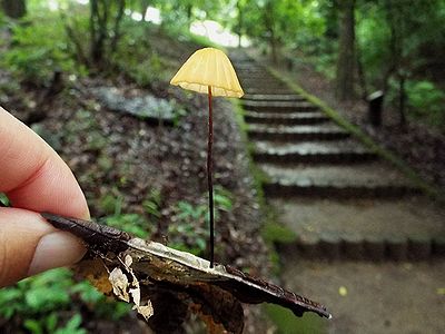 写真：落ち葉から生えるハナオチバタケ