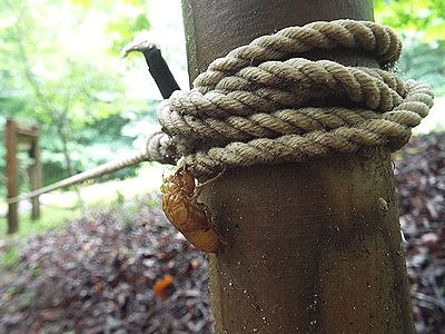 写真：杭にとまるヒグラシの抜け殻