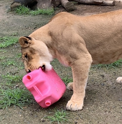 ポリタンクで遊ぶメスライオンライラの写真