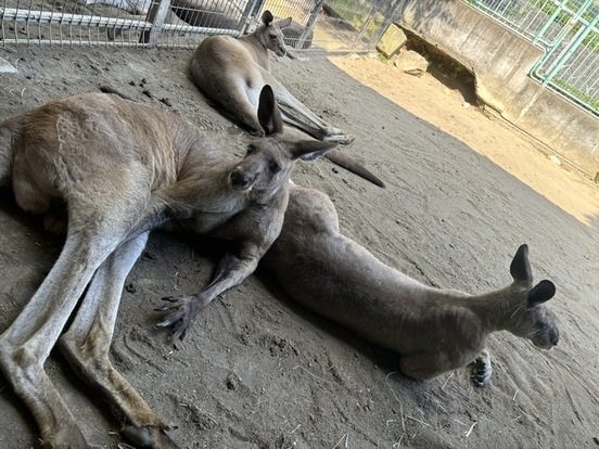 日陰でゴロゴロして過ごすカンガルー
