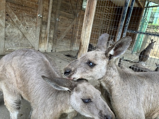 舐め合いっこするカンガルー