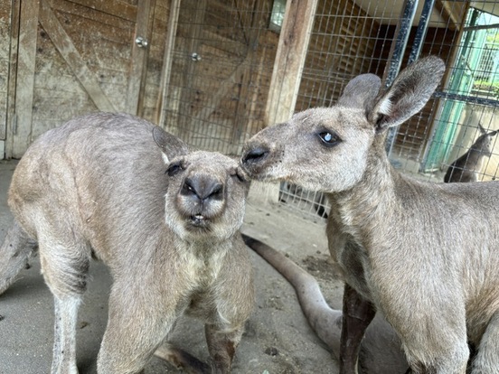 舐められて気持ちよさそうにするカンガルー