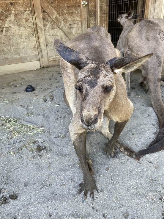 頭がビショビショになったカンガルー