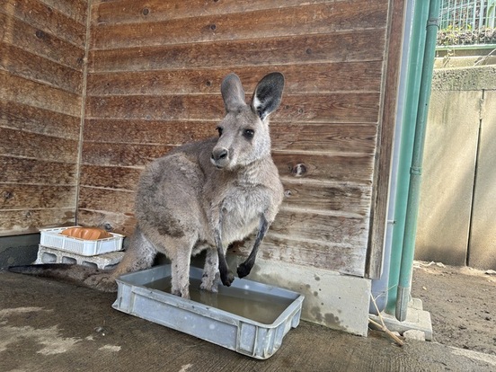 水遊びをするカンガルー