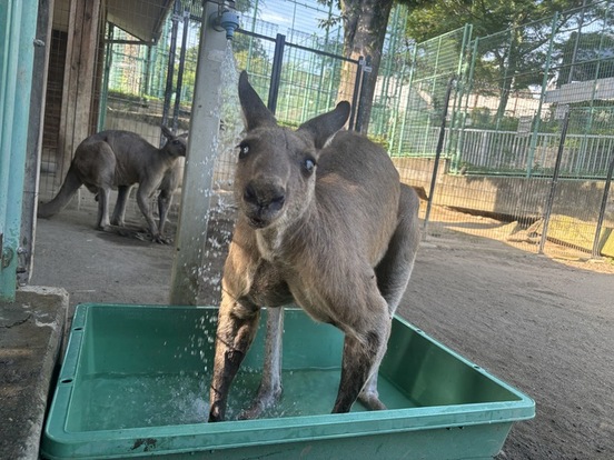 水に浸かるカンガルー
