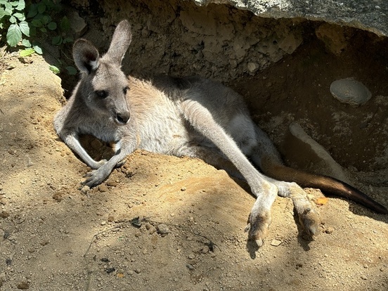 くぼみでのんびり過ごすカンガルー