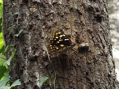 写真:クヌギの樹液に集まる虫たち