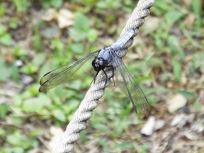 写真:ロープにとまる水色のトンボ
