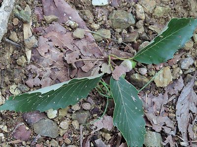 写真:ドングリと葉っぱ付きの枝が地面に落ちている