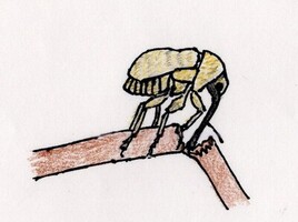 長い口吻を使って枝を切っているハイイロチョッキリのイラスト