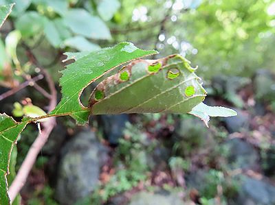 写真:アワブキの葉が餃子のようにたたまれ、縁に穴がいくつも開けられている