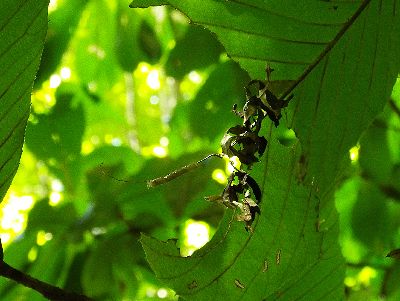写真:食べ残した葉の先に緑色の糸のような幼虫がいる