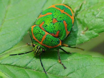 写真:緑の体に赤い筋のアカスジキンカメムシ