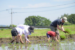 写真：田植え3
