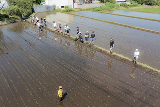 写真：田植え6