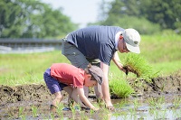 写真：田植え
