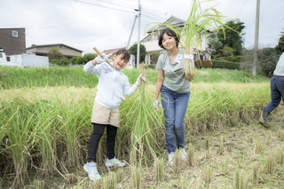 写真：稲刈り1