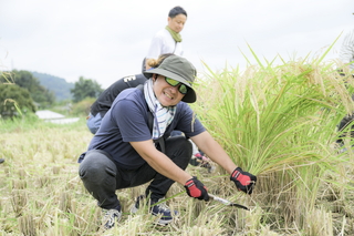 写真：稲刈り2