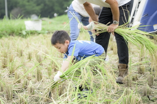 写真：稲刈り3