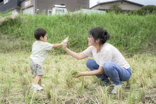 写真：稲刈り4