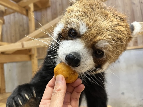 画像：ビワを食べるライム