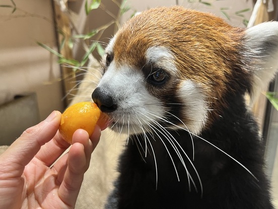 画像：ビワを食べるフラン