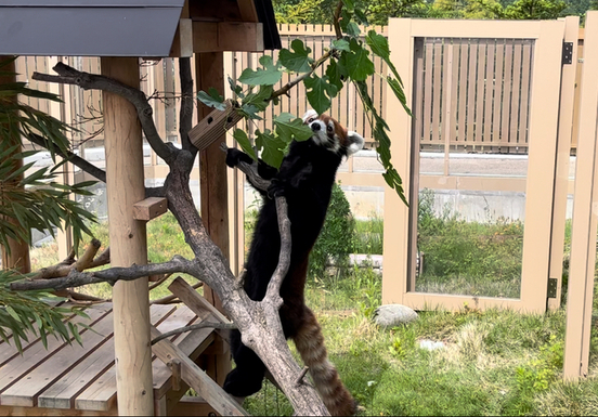 画像：何かに夢中になっているフラン