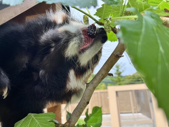 画像：クワの実を食べるフラン
